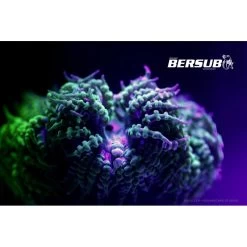 FLUORDIVE Filtre Jaune Pour Masque - Big Blue -Pro Dive Soldes fluordive filtre jaune pour masque big blue 3