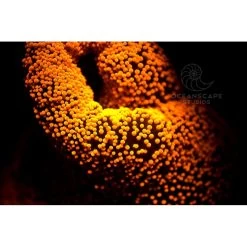 FLUORDIVE Filtre Jaune Pour Masque - Big Blue -Pro Dive Soldes fluordive filtre jaune pour masque big blue 4